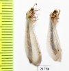 Myrmeleontidae sp.  Tajikistan - INSECTS-STORE.RU