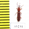 Brentidae sp.  Zambia - INSECTS-STORE.RU