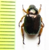 Adoretosoma citricola  Malaysia - INSECTS-STORE.RU