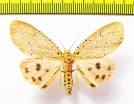 Erebidae sp.  Laos - INSECTS-STORE.RU
