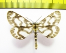 Cystidia couggaria  Russia, Far East - INSECTS-STORE.RU