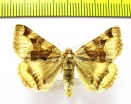 Euclidia dentata  Russia, Altai reg. - INSECTS-STORE.RU