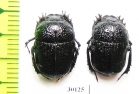 Gymnopleurus flagellatus  Kazakhstan - INSECTS-STORE.RU