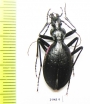 Carabus (Platycarabus) creutzeri creutzeri  Italy - INSECTS-STORE.RU