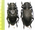 Lamia textor, pair  Russia, Tver reg. - INSECTS-STORE.RU