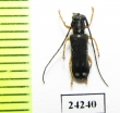 Menesia bipunctata  Russia, Tver reg. - INSECTS-STORE.RU