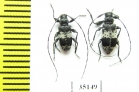 Leiopus punctulatus  Russia, Tver reg. - INSECTS-STORE.RU