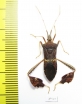 Hemiptera sp.  Honduras - INSECTS-STORE.RU