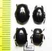 Omalodes marseuli  Paraguay - INSECTS-STORE.RU