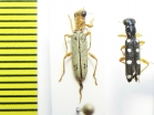 Cleridae sp.  Philippines - INSECTS-STORE.RU