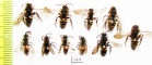 Hymenoptera sp.  Russia, Tver reg. - INSECTS-STORE.RU