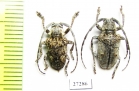 Cerambycidae sp.  South Africa Rep. - INSECTS-STORE.RU