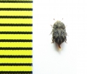 Tarphius congestus  Tenerife isl. - INSECTS-STORE.RU
