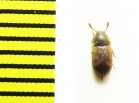 Mycetophagidae, Mycetophagus quadriguttatus  Belorussia - INSECTS-STORE.RU