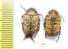 Cetoniinae sp.  South Africa Rep. - INSECTS-STORE.RU