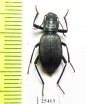 Solskyia depressiuscula  India, Kashmir - INSECTS-STORE.RU