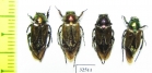 Eulasia ? diadema  Turkey, Mugla reg. - INSECTS-STORE.RU