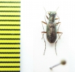 Cicindelinae sp.  Madagascar - INSECTS-STORE.RU