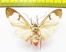 Erebidae sp.  Laos - INSECTS-STORE.RU