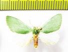 Noctuidae sp.  Bolivia - INSECTS-STORE.RU
