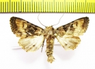 Euplexia lucipara  Armenia - INSECTS-STORE.RU