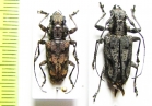 Steirastoma breve, S.melanogenys  Peru - INSECTS-STORE.RU