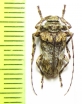 Orodera basipenicillata  Bolivia - INSECTS-STORE.RU