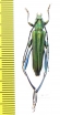 Cerambycidae sp.  China, Yunnan prov. - INSECTS-STORE.RU
