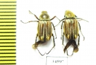 Macrodactylini sp.  Ecuador - INSECTS-STORE.RU