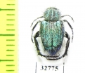 Hopliini sp.  South Africa Rep. - INSECTS-STORE.RU