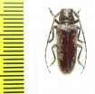 Prosopocera sp.  South Africa Rep. - INSECTS-STORE.RU
