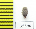 Tarphius elongatus  Tenerife isl. - INSECTS-STORE.RU