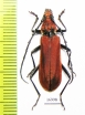 Mimosebasmia purpurea  Laos - INSECTS-STORE.RU