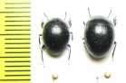 Spyrathus sp.  India - INSECTS-STORE.RU