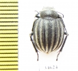 Pterocoma balchashense  Kazakhstan - INSECTS-STORE.RU