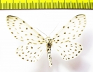 Erebidae sp.  Nepal - INSECTS-STORE.RU