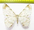 Epimecis anonaria  Peru - INSECTS-STORE.RU