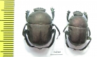 Gymnopleurus sp.  Ethiopia - INSECTS-STORE.RU