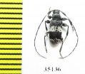 Leiopus punctulatus  Russia, Tver reg. - INSECTS-STORE.RU