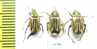 Macrodactylini sp.  Ecuador - INSECTS-STORE.RU