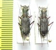 Odontocheila confusa, pair  Peru - INSECTS-STORE.RU