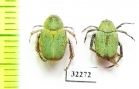 Hopliini sp.  South Africa Rep. - INSECTS-STORE.RU