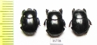 Plaesius laevigatus  Indonesia, Kalimantan - INSECTS-STORE.RU