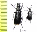 Meloidae sp.  Mexico - INSECTS-STORE.RU