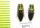 Anthaxia vittula  Greece - INSECTS-STORE.RU
