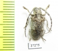 Cerambycidae sp.  South Africa Rep. - INSECTS-STORE.RU