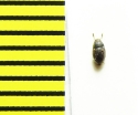 Mycetophagidae, Triphyllina lederi  Russia, N. Caucasus - INSECTS-STORE.RU