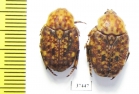 Porphyronota sp.  South Africa Rep. - INSECTS-STORE.RU