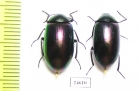 Tenebrionidae sp.  Australia - INSECTS-STORE.RU