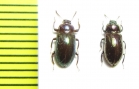 Tenebrionidae sp.  Malaysia, Borneo - INSECTS-STORE.RU